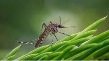 Mosquito-tigre detetado na área geográfica da ULS Braga