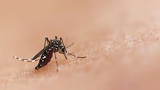 ECDC sugere medidas individuais e comunitárias de proteção contra mosquitos